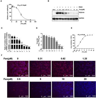 Fangchinoline inhibits the PEDV replication in intestinal epithelial cells via autophagic flux suppression